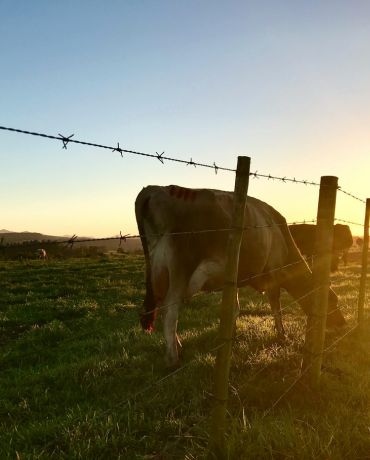 Farm galvanized wire barbed wire fence with animals.