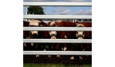 Galvanized 5 rails metal round farm fence with farm animals.