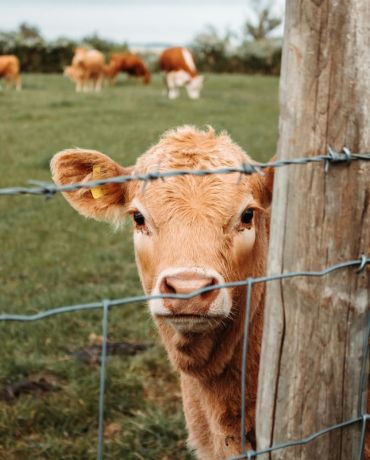Galvanized wire mesh farm fence with wood posts.