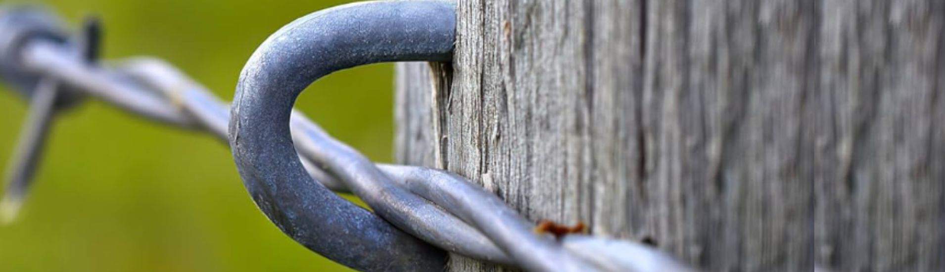 U shaped nail securing a barbed wire.